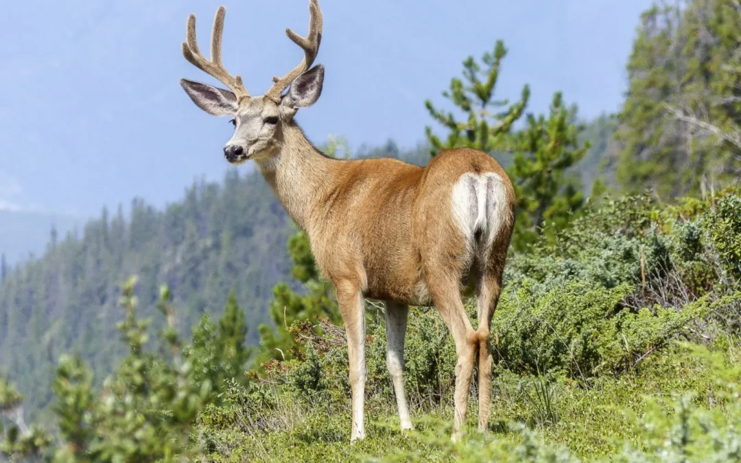 Core Services: Wild Game Butchery